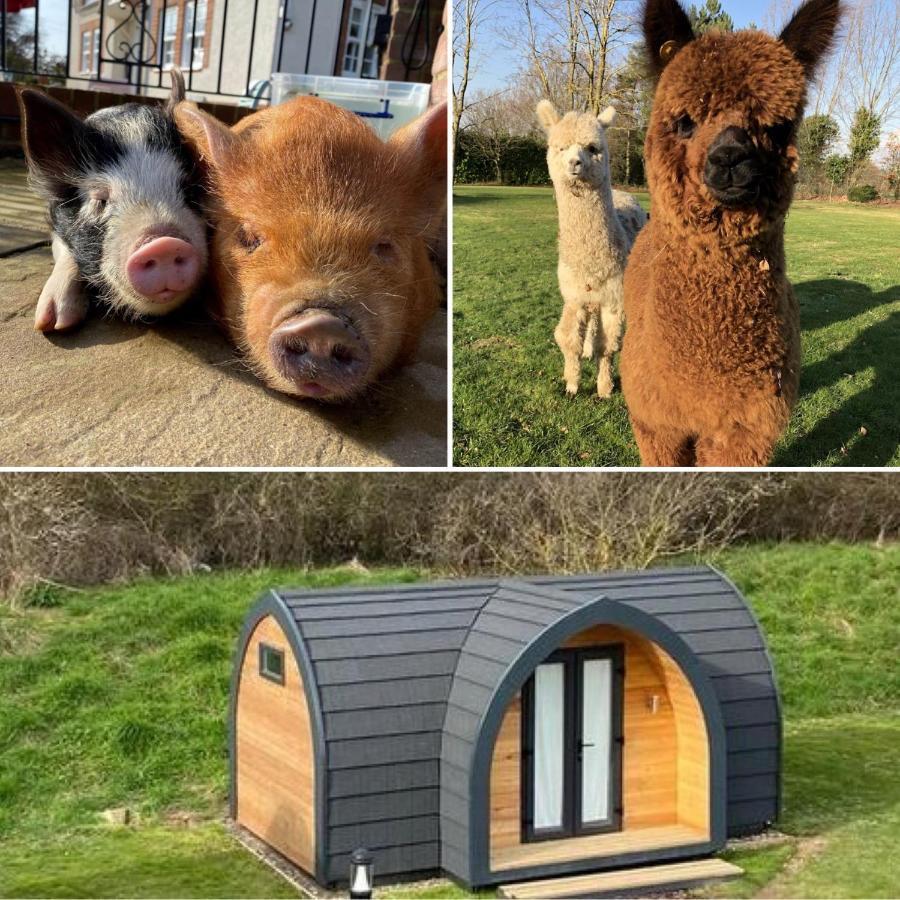 ホテル The Piggery Pod シッティングボーン エクステリア 写真