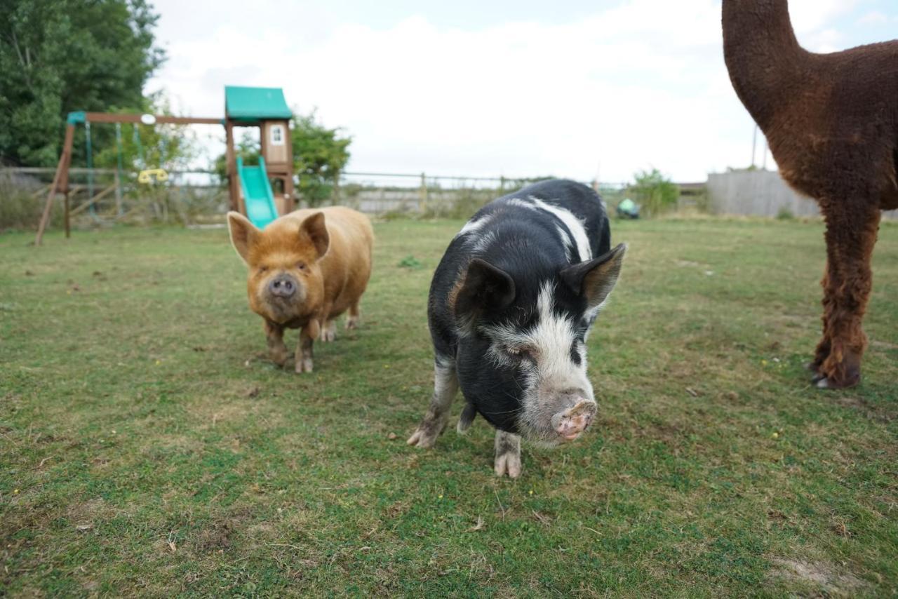 ホテル The Piggery Pod シッティングボーン エクステリア 写真